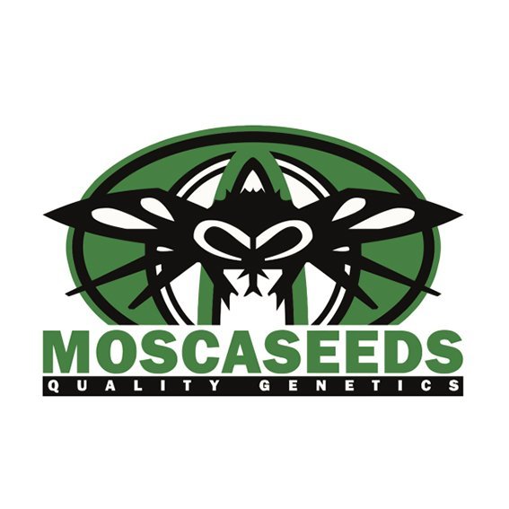 Mosca Seeds