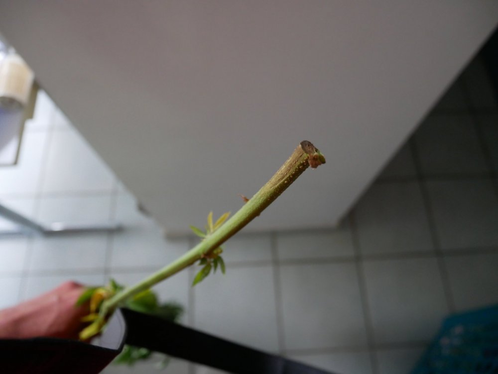 P1000565.JPG