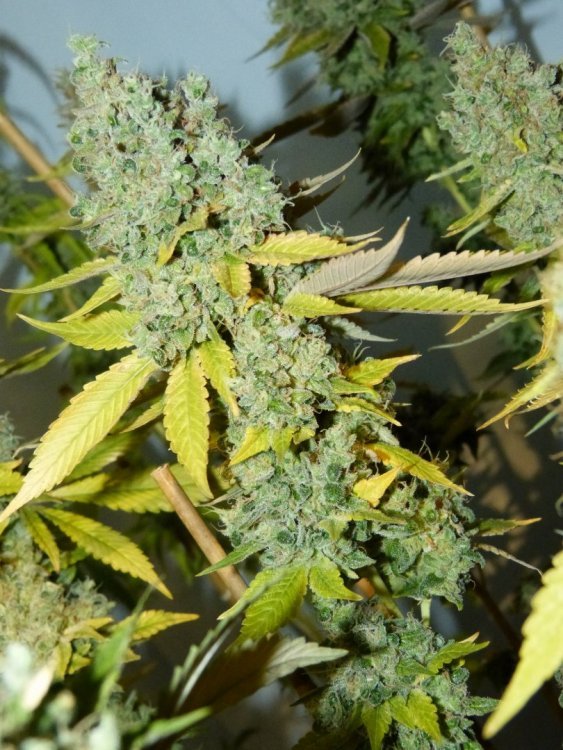 Sensi-11_4.jpg