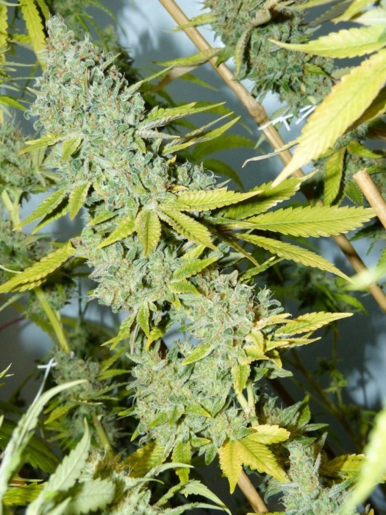 Sensi-11_5.jpg