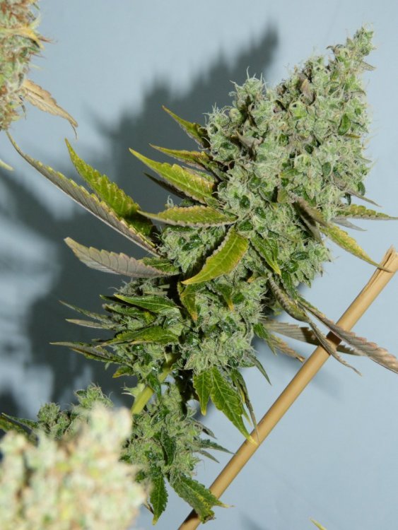 Sensi-11_6.jpg