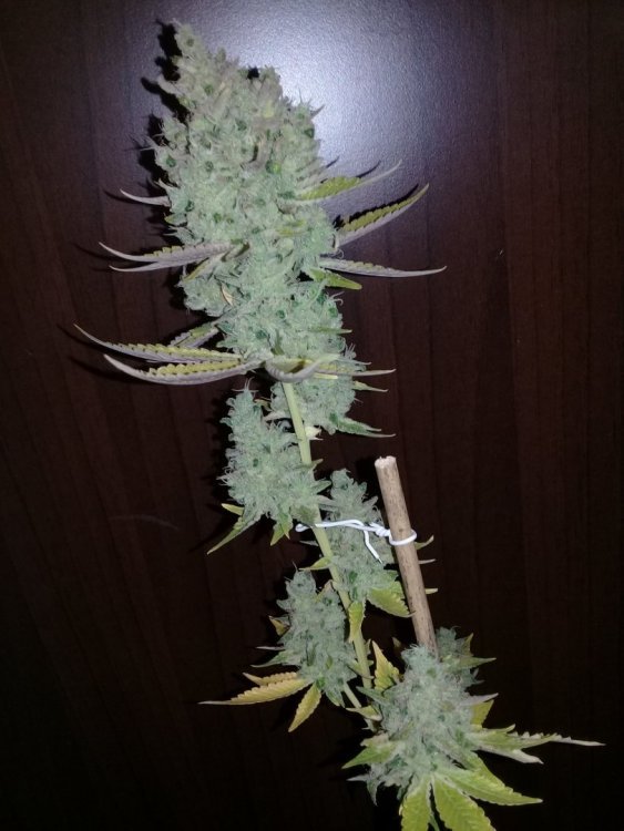 Sensi-11_6_1.jpg