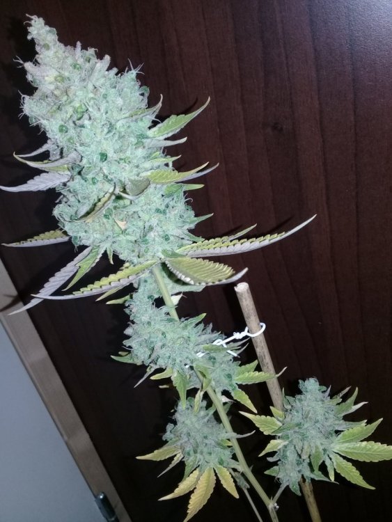 Sensi-11_6_2.jpg