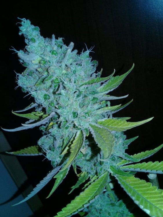 Sensi-11_6_3.jpg