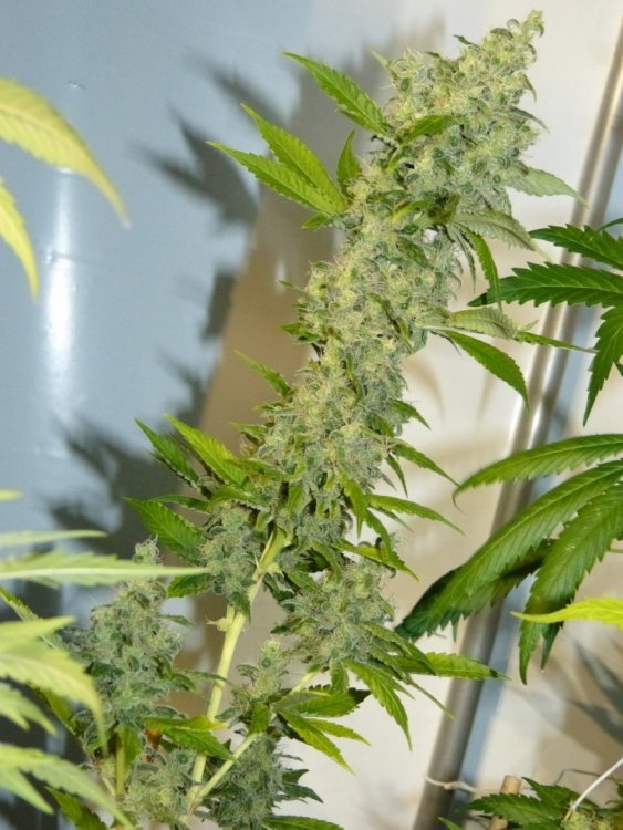 Sensi-11_9.jpg