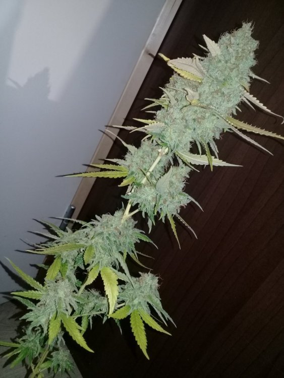 Shiva_1_1.jpg