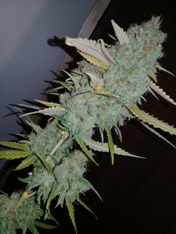 Shiva_1_2.jpg