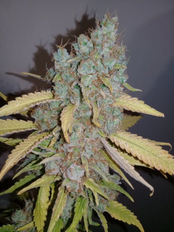 Shiva_1_3.jpg