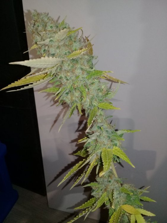 Shiva_2_2.jpg