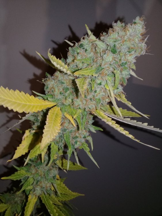 Shiva_2_3.jpg