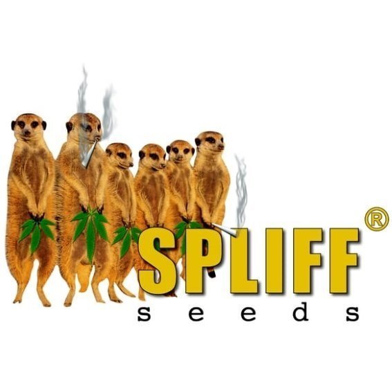 Spliff Seeds