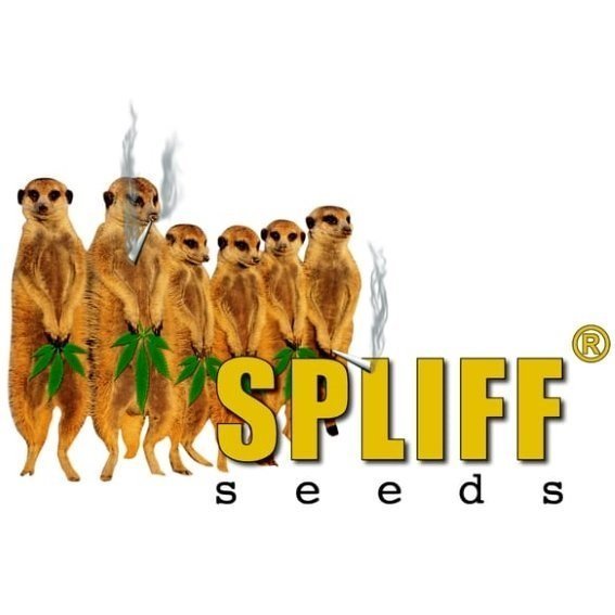 SpliffSeeds.jpg