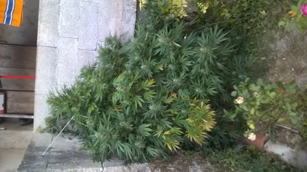 WP_20190920_041.thumb.jpg.83d661390588c9941c5ae75e486785ef.jpg