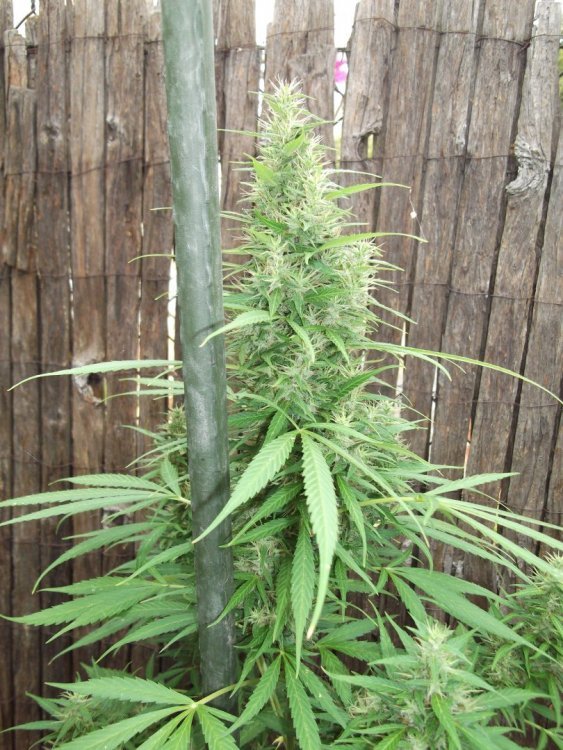 Weed_Bud.JPG