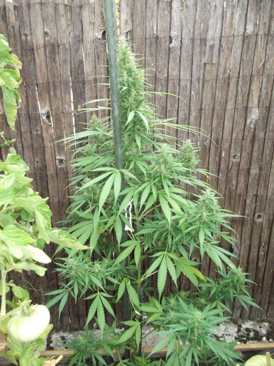 Weed_General.JPG
