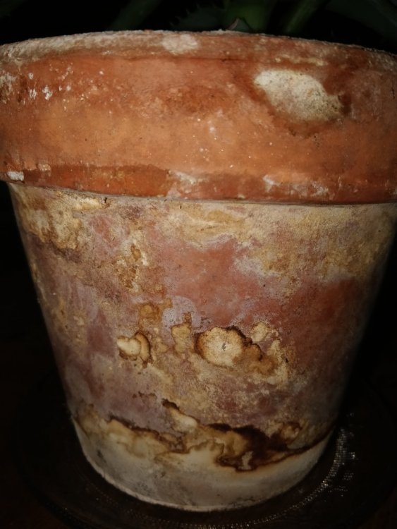 pot_terre.jpg