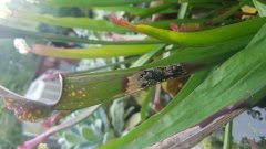 plantes carnivores