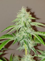 White OG Karma