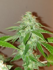 White OG Karma