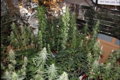 Cession Amnesia +46 flo