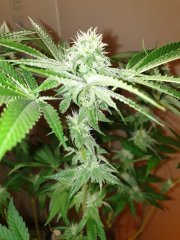 WeedingCake X Wattermelon Zkittles