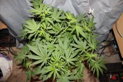 Sweet-Zkittles +12 Strech