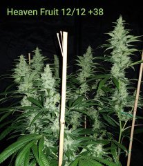 Heaven Fruit #1