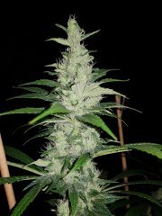 Heaven Fruit #1