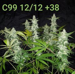 C99