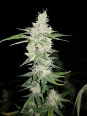 Lemon Stilton #6