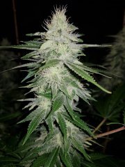 Jilly Bean