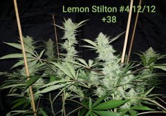 Lemon Stilton #4