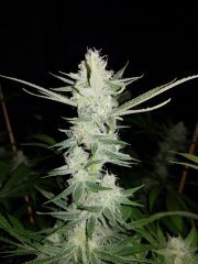 Lemon Stilton #4