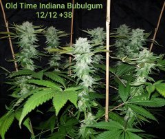 Old Time Indiana Bubulgum