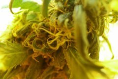 Macro 13mm Amnesia mac ganga +55 flo