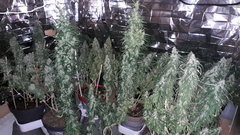 Cession Amnesia +58 flo