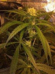 Strawberry Amnesia FLO+17