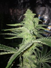 Banana Sorbet FLO+32