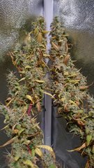 BD F100 (6).JPG