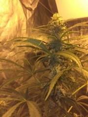 Strawberry Amnesia FLO+32
