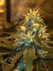 FLO+38 Strawberry Amnesia