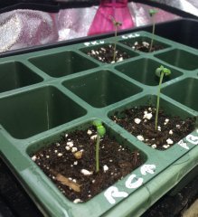 5j depuis germination