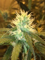 Strawberry Amnesia FLO+32