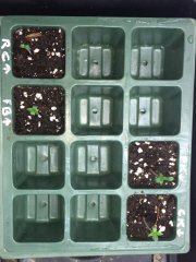 5j depuis germination