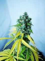 Casey_Jones_Bud.jpg