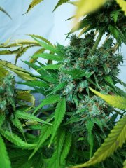 Casey Jones buds