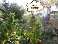 Humour