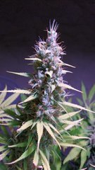 IMG_20190929_192703644_cleaned.jpg