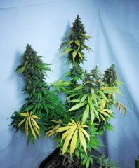 MK Ultra