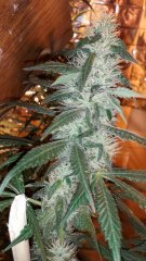 Amnesia Mac Ganga +32 flo